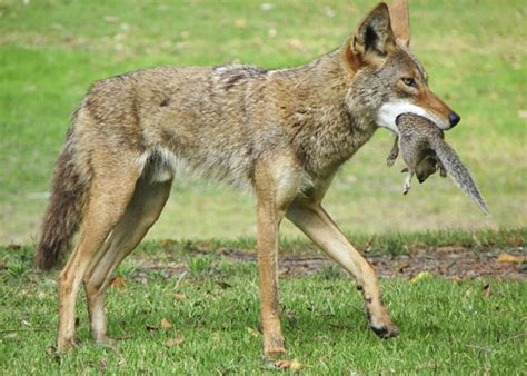 que animal se come a los coyotes